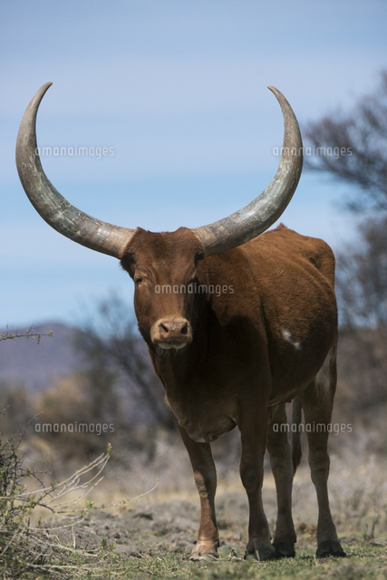 アンコーレ ワトゥシ牛 の写真素材 イラスト素材 アマナイメージズ