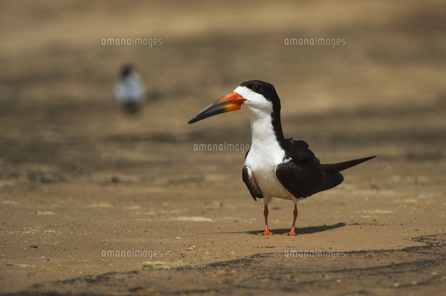 クロハサミアジサシ の写真素材 イラスト素材 アマナイメージズ