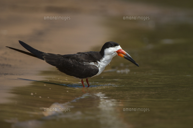 クロハサミアジサシ の写真素材 イラスト素材 アマナイメージズ