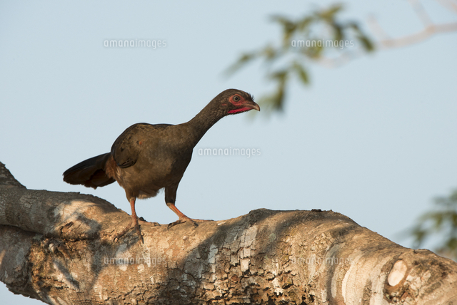 アカオヒメシャクケイ[32246017006]の写真素材・イラスト素材｜アマナイメージズ