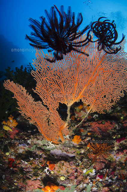 サンゴ虫 ウミユリ類 の写真素材 イラスト素材 アマナイメージズ
