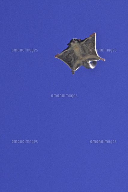 飛ぶフクロモモンガ の写真素材 イラスト素材 アマナイメージズ 飛ぶフクロモモンガ の写真素材 イラスト素材 アマナイメージズ