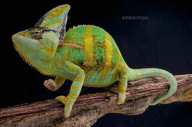 エボシカメレオンの写真素材 ストックフォト アマナイメージズ