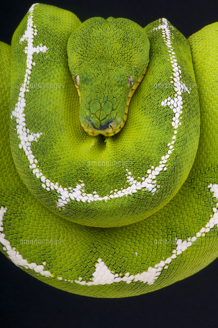 アマゾンベースンエメラルドツリーボア[32250000803]の写真・イラスト