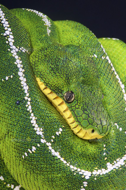エメラルドツリーボア　色鉛筆画 アマゾンベースンエメラルドツリーボア[32250000798]の写真・イラスト