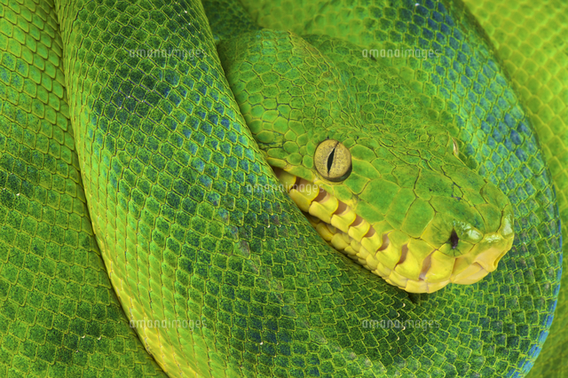 エメラルドツリーボア[32250000804]の写真・イラスト素材｜アマナ