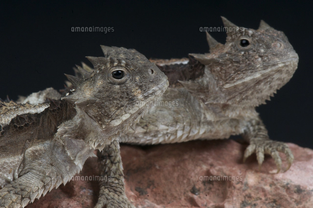 コリーマオオツノトカゲ[32250000863]の写真・イラスト素材｜アマナ