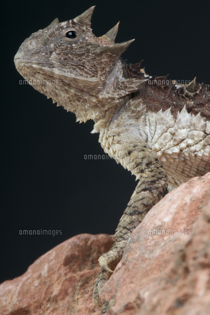 コリーマオオツノトカゲ[32250000862]の写真・イラスト素材｜アマナ