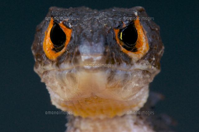 ニューギニアカブトトカゲ の写真素材 イラスト素材 アマナイメージズ