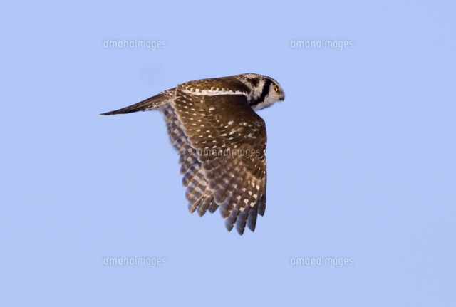 オナガフクロウの飛翔 の写真素材 イラスト素材 アマナイメージズ
