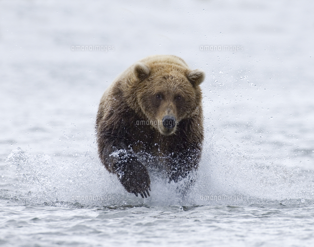 サケを追いかけるアラスカヒグマ コディアックヒグマ の写真素材 イラスト素材 アマナイメージズ