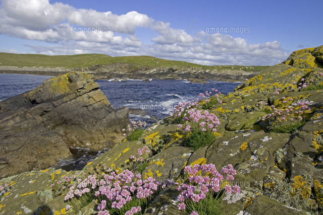 イーストハム湾とハマカンザシ アルメリア の写真素材 イラスト素材 アマナイメージズ