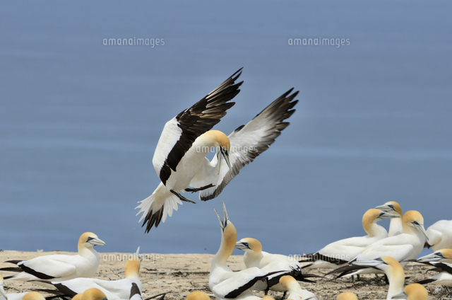 オーストラリアシロカツオドリ[32251002678]の写真素材・イラスト素材｜アマナイメージズ