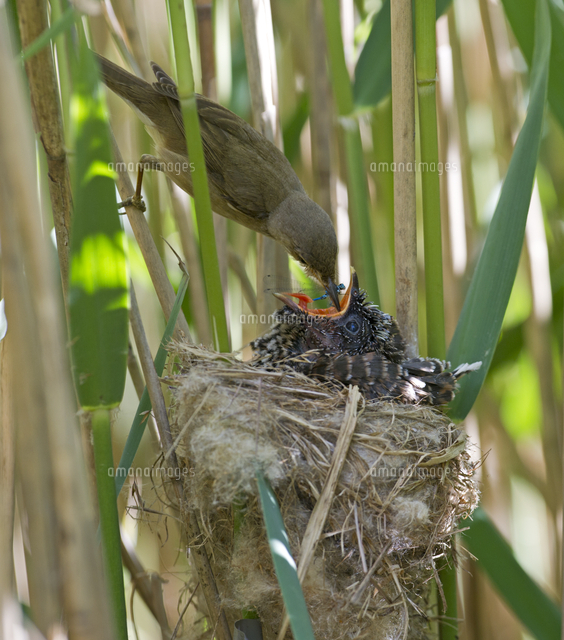 ヨシキリの巣で餌をもらうカッコウ の写真素材 イラスト素材 アマナイメージズ