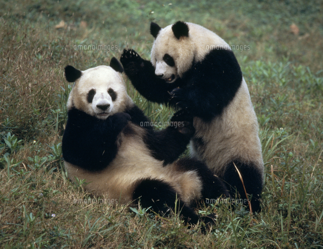ジャイアントパンダのオスとメス[32254000001]の写真・イラスト素材