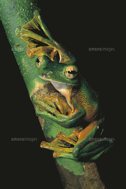 大きな水かきのある手足を開いて飛ぶパンサートビガエル の写真素材 イラスト素材 アマナイメージズ