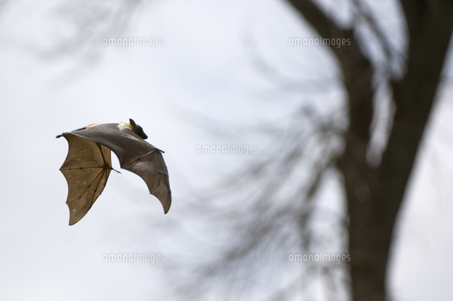 ストローオオコウモリの飛翔 の写真素材 イラスト素材 アマナイメージズ