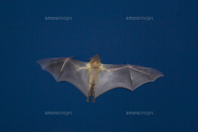 飛ぶストローオオコウモリ の写真素材 イラスト素材 アマナイメージズ