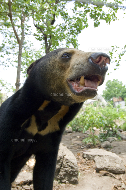 マレーグマの顔 の写真素材 イラスト素材 アマナイメージズ