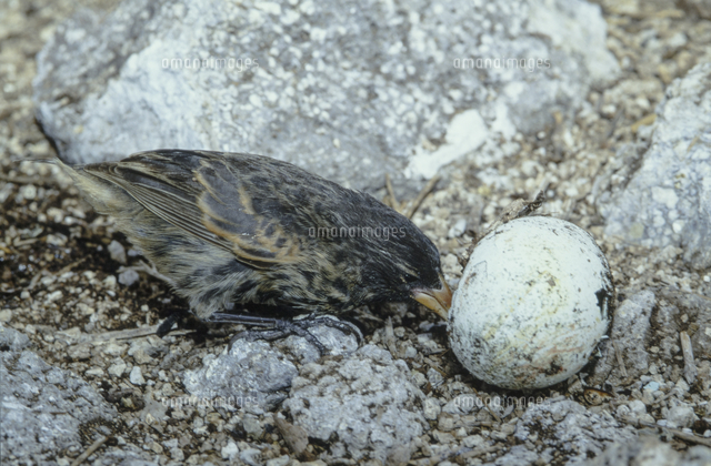 ハシボソガラパゴスフィンチ 吸血フィンチ 岩の角にぶつけて卵 32257000036 の写真素材 イラスト素材 アマナイメージズ