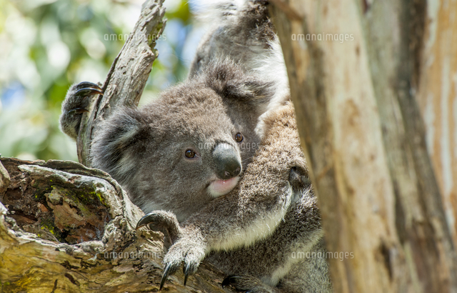 コアラ の写真素材 イラスト素材 アマナイメージズ