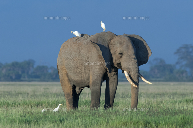 アフリカゾウ の写真素材 イラスト素材 アマナイメージズ