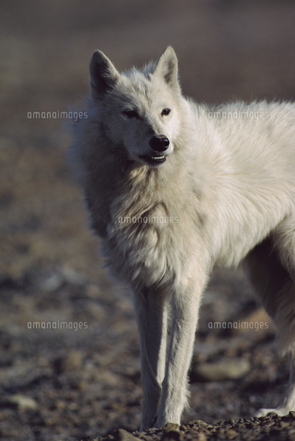 ホッキョクオオカミ の写真素材 イラスト素材 アマナイメージズ