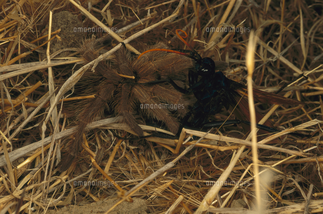 ベッコウバチの仲間に刺されたタランチュラ の写真素材 イラスト素材 アマナイメージズ