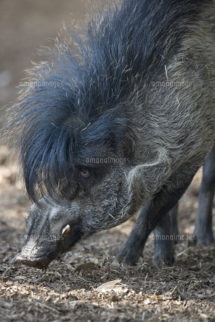 セブイボイノシシの顔[32258000726]の写真・イラスト素材｜アマナ