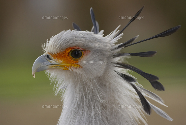 ヘビクイワシの横顔 の写真素材 イラスト素材 アマナイメージズ