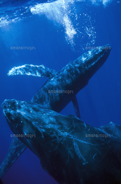泡を出すザトウクジラ（掲載時にはN.M.F.の許可番号 #9[32258000796]の 