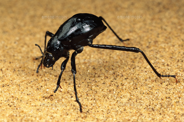 集めた水滴を飲むサカダチゴミムシダマシ[32258000843]の写真