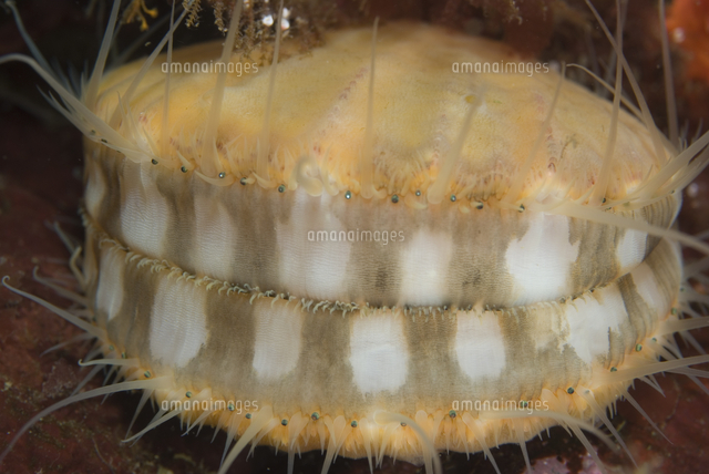 外套膜に沿った目をのぞかせて泳ぐイラクサニシキ の写真素材 イラスト素材 アマナイメージズ