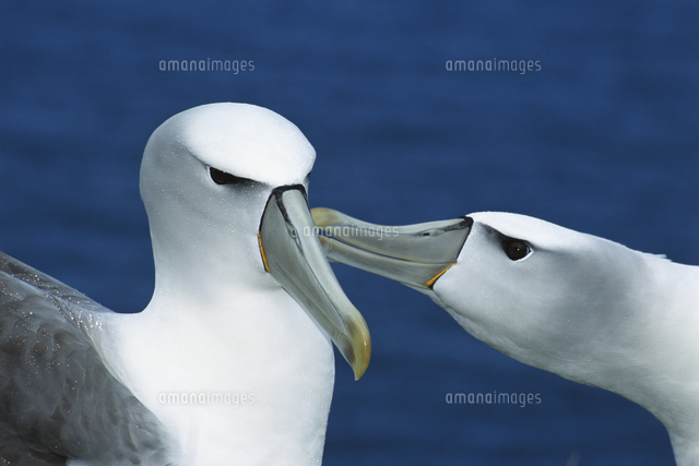 求愛行動をするハジロアホウドリのつがいの顔 32258001239 の写真素材 イラスト素材 アマナイメージズ