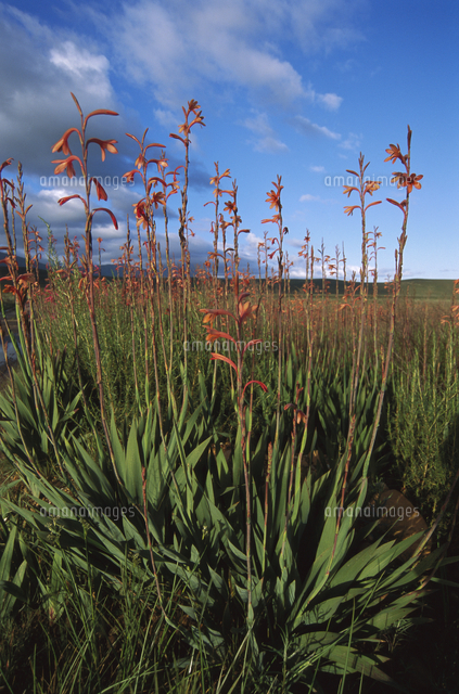 冬の雨の後開花したヒオウギズイセンの仲間の群落 の写真素材 イラスト素材 アマナイメージズ