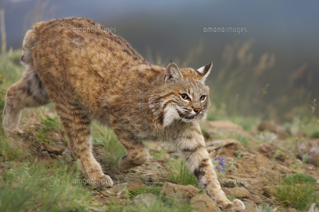 獲物を狙うボブキャット の写真素材 イラスト素材 アマナイメージズ