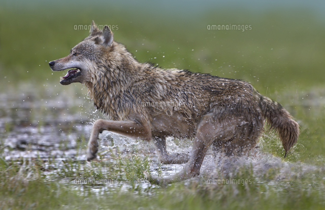 走るタイリクオオカミ の写真素材 イラスト素材 アマナイメージズ