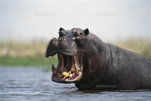 口を開けて水面に浮かび上がるシャチ（オルカ）[32258000145]の写真