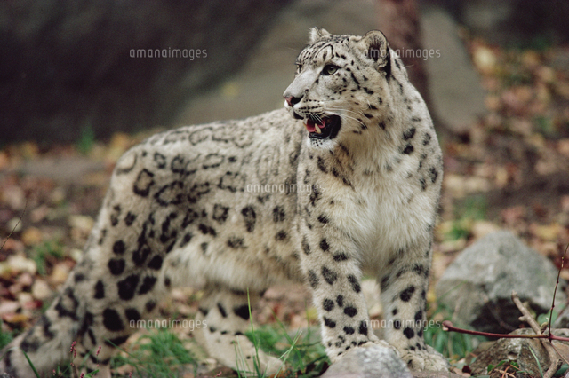ユキヒョウ うなる の写真素材 イラスト素材 アマナイメージズ
