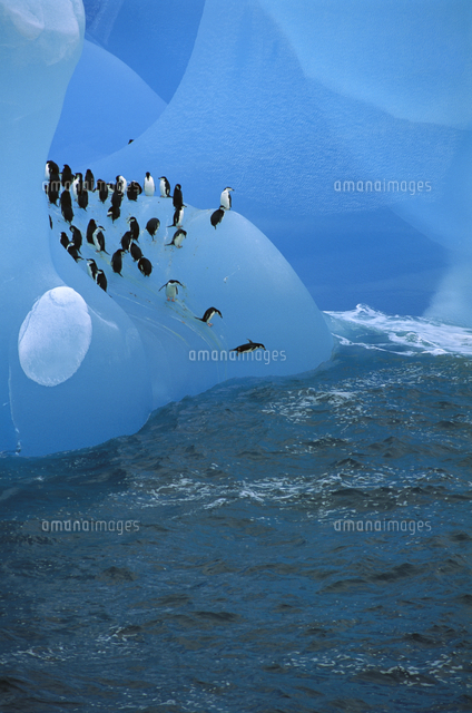 氷山から海に飛び込むヒゲペンギンの群れ の写真素材 イラスト素材 アマナイメージズ