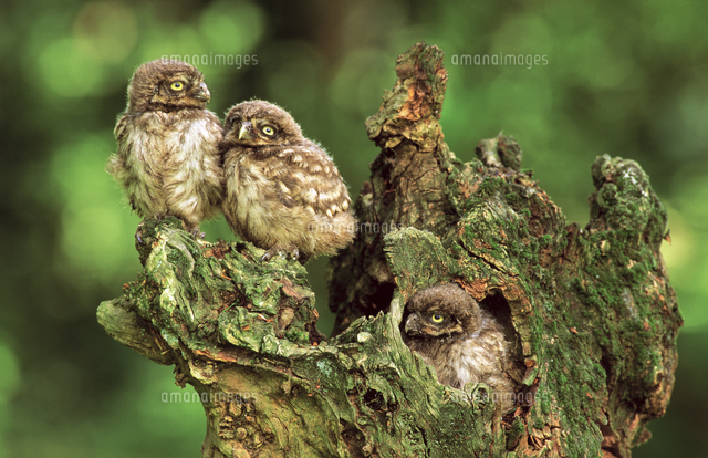 木の上にフクロウ２羽 木の巣穴にいる2羽の茶色のフクロウのクローズアップ写真の写真