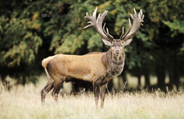 エルク　アカシカ　角　標本 アカシカ（Red Deer）角セット - 頭骨・骨格標本・剥製販売