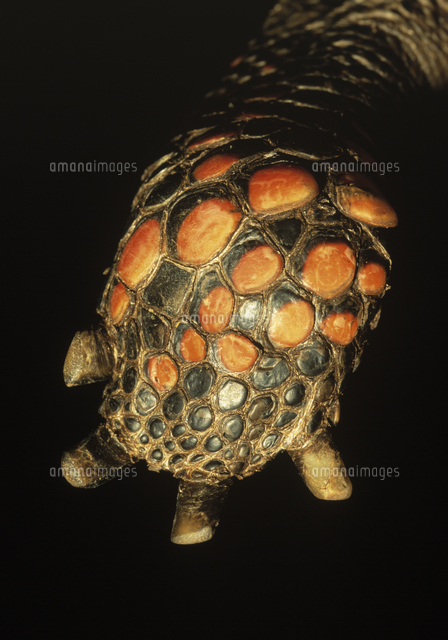 リクガメの仲間 足の裏のアップ の写真素材 イラスト素材 アマナイメージズ