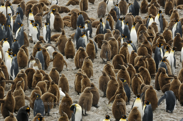 オウサマペンギン キングペンギン の集団営巣地 繁殖コロニー の写真素材 イラスト素材 アマナイメージズ