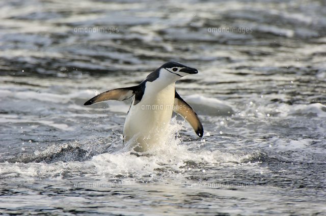 海からあがるヒゲペンギン の写真素材 イラスト素材 アマナイメージズ