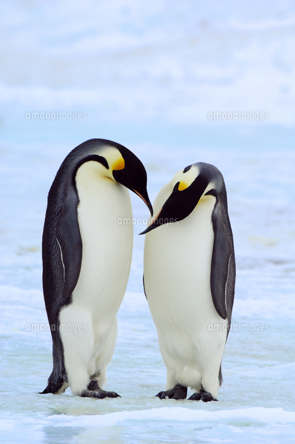 コウテイペンギン エンペラーペンギン のペア の写真素材 イラスト素材 アマナイメージズ
