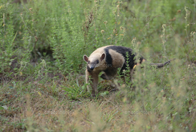 草むらを歩くミナミコアリクイ の写真素材 イラスト素材 アマナイメージズ
