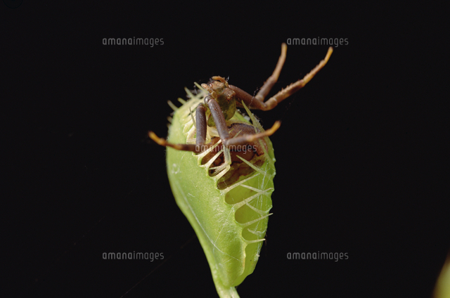 クモを捕まえたハエトリソウ ハエジゴク の写真素材 イラスト素材 アマナイメージズ
