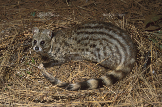 枯れ草に座るオオブチジェネット の写真素材 イラスト素材 アマナイメージズ