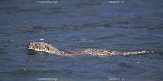 海で泳ぐユーラシアカワウソ の写真素材 イラスト素材 アマナイメージズ